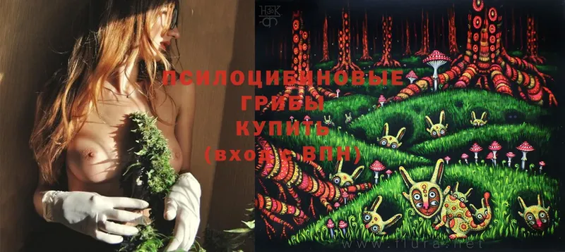 Псилоцибиновые грибы Psilocybe  купить  цена  Богучар 